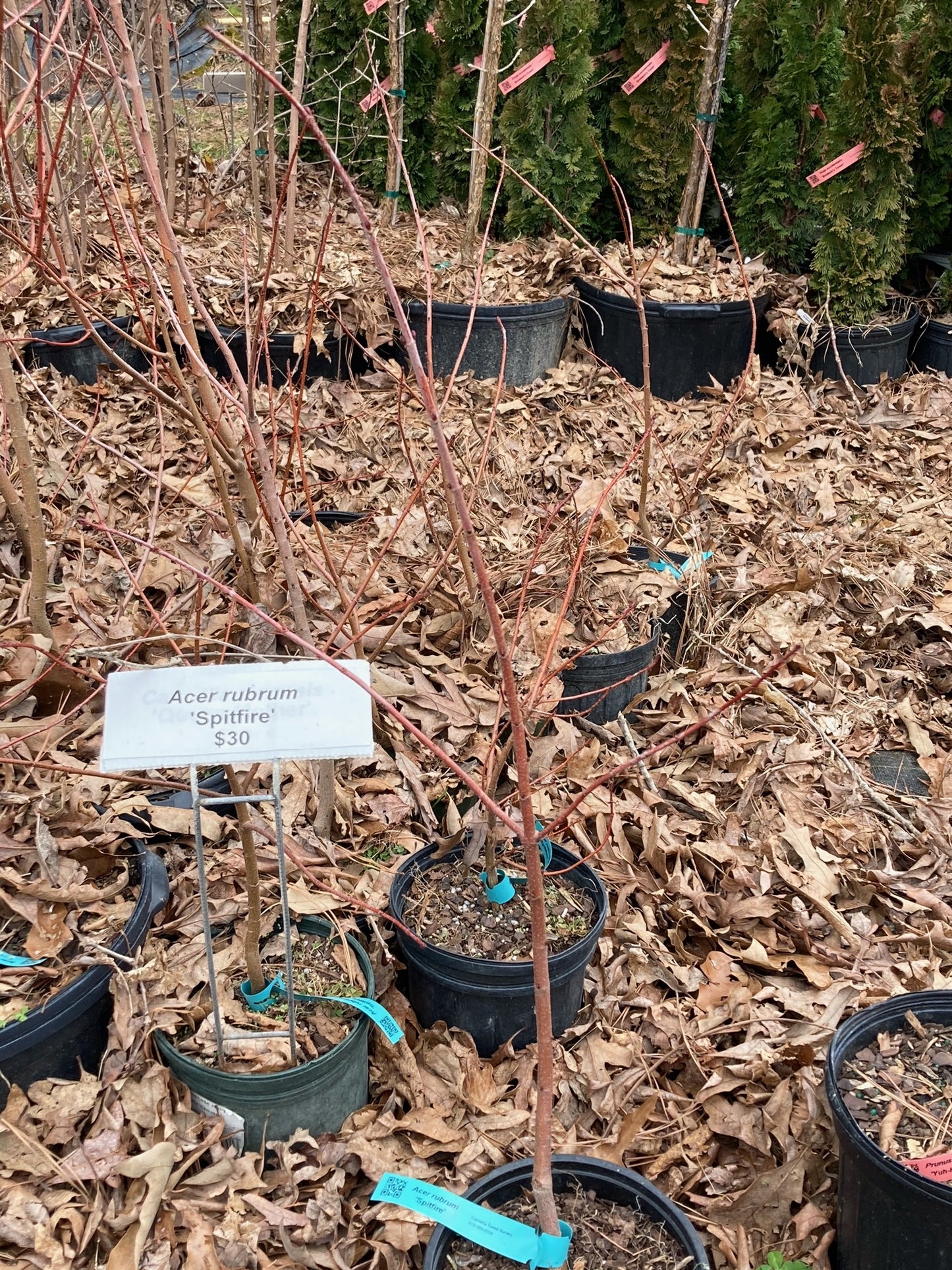 Acer rubrum 'Spitfire'