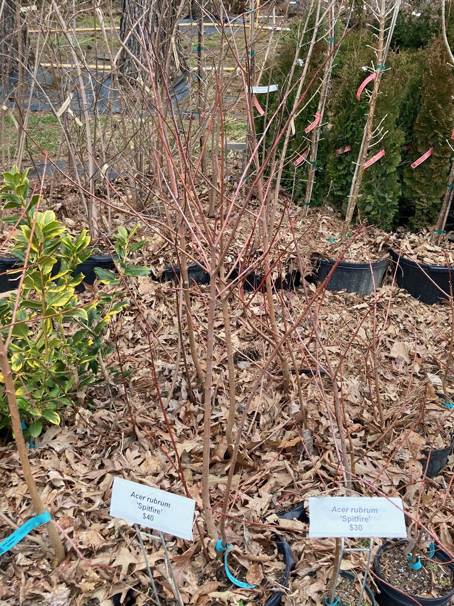 Acer rubrum 'Spitfire'