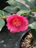 Camellia x 'Rosa Marie'