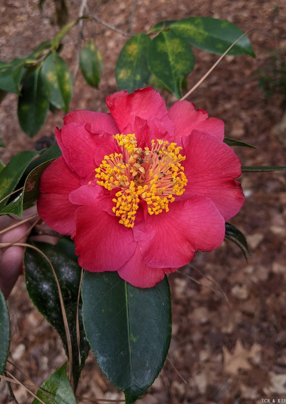Camellia japonica 'Iwo Jima'