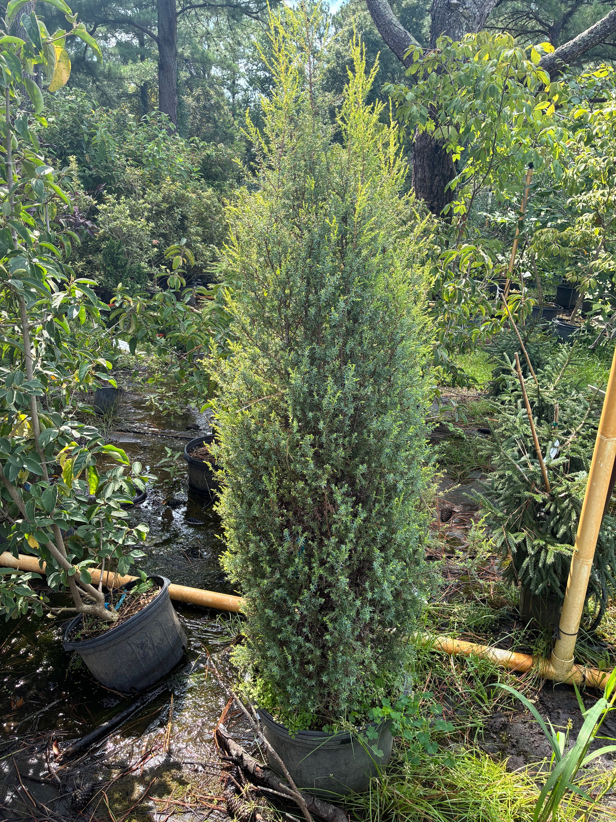 Juniperus communis 'Gold Cone'