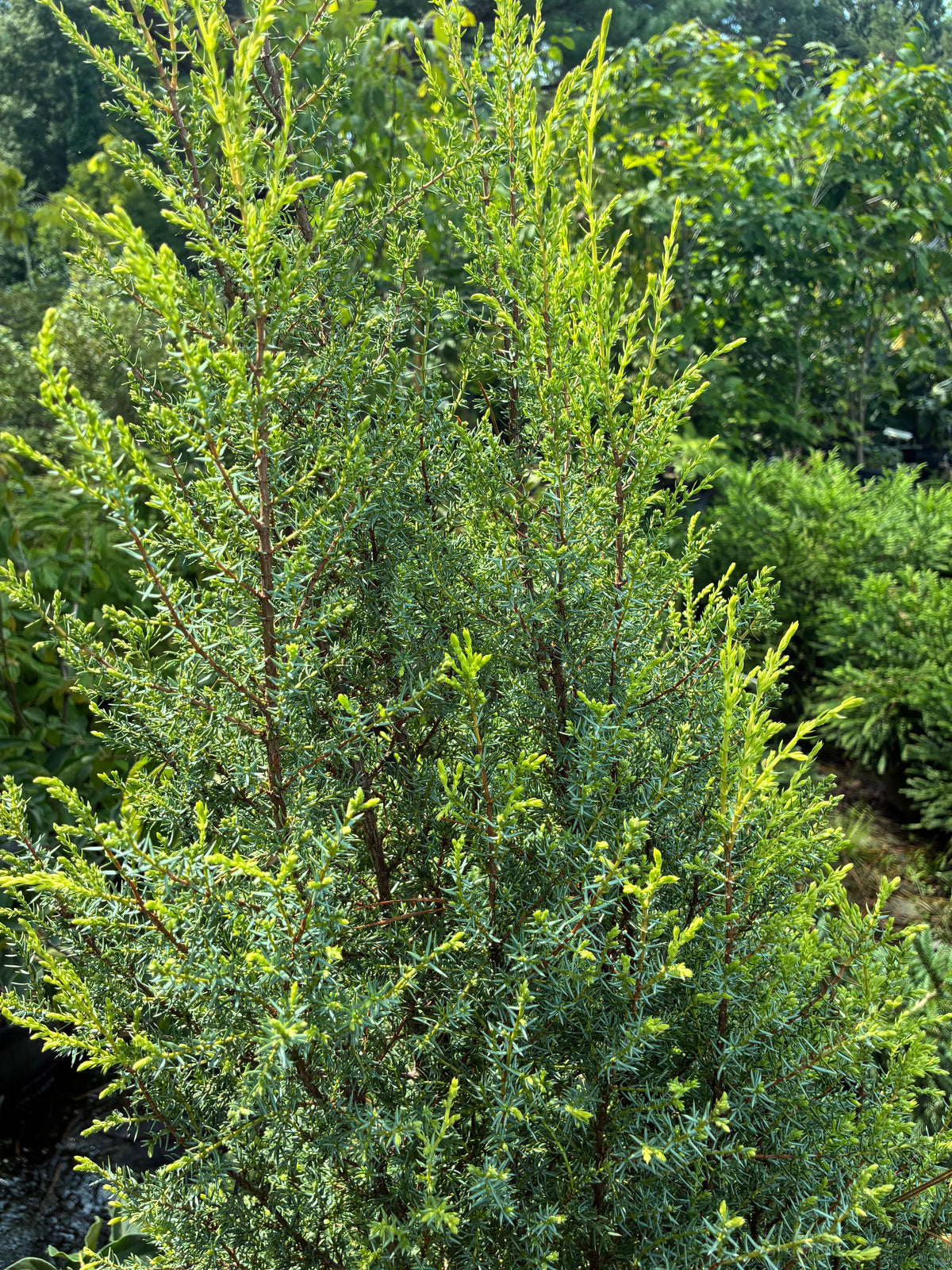 Juniperus communis 'Gold Cone'
