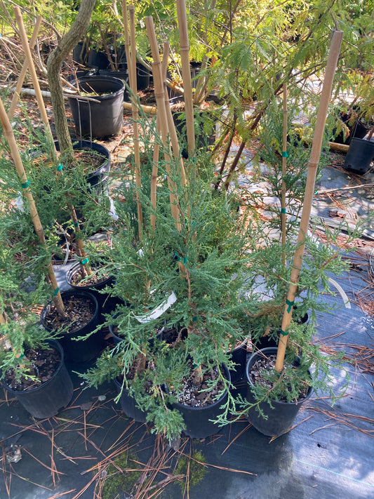 Juniperus virginiana 'Taylor'