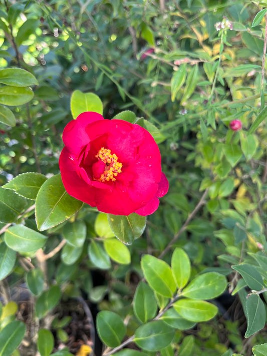 Camellia sasanqua 'Justrite'