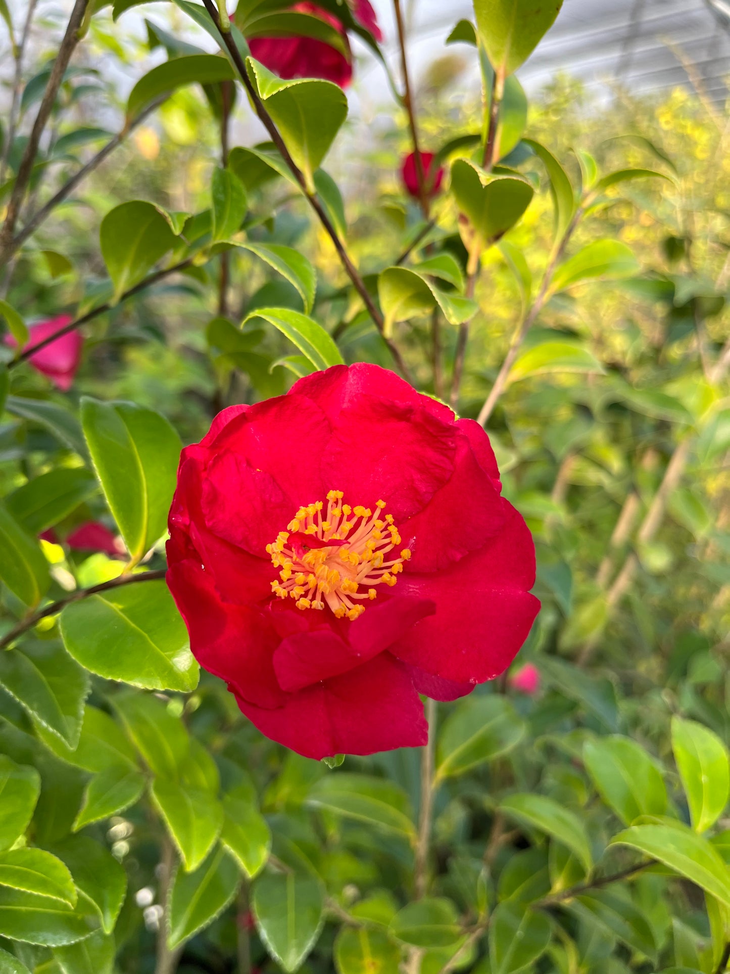 Camellia sasanqua 'Justrite'