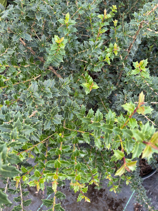 Osmanthus heterophyllus 'Kaori Hime'