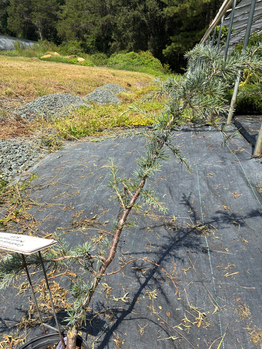 Cedrus deodara 'Karl Fuchs', pick up at nursery