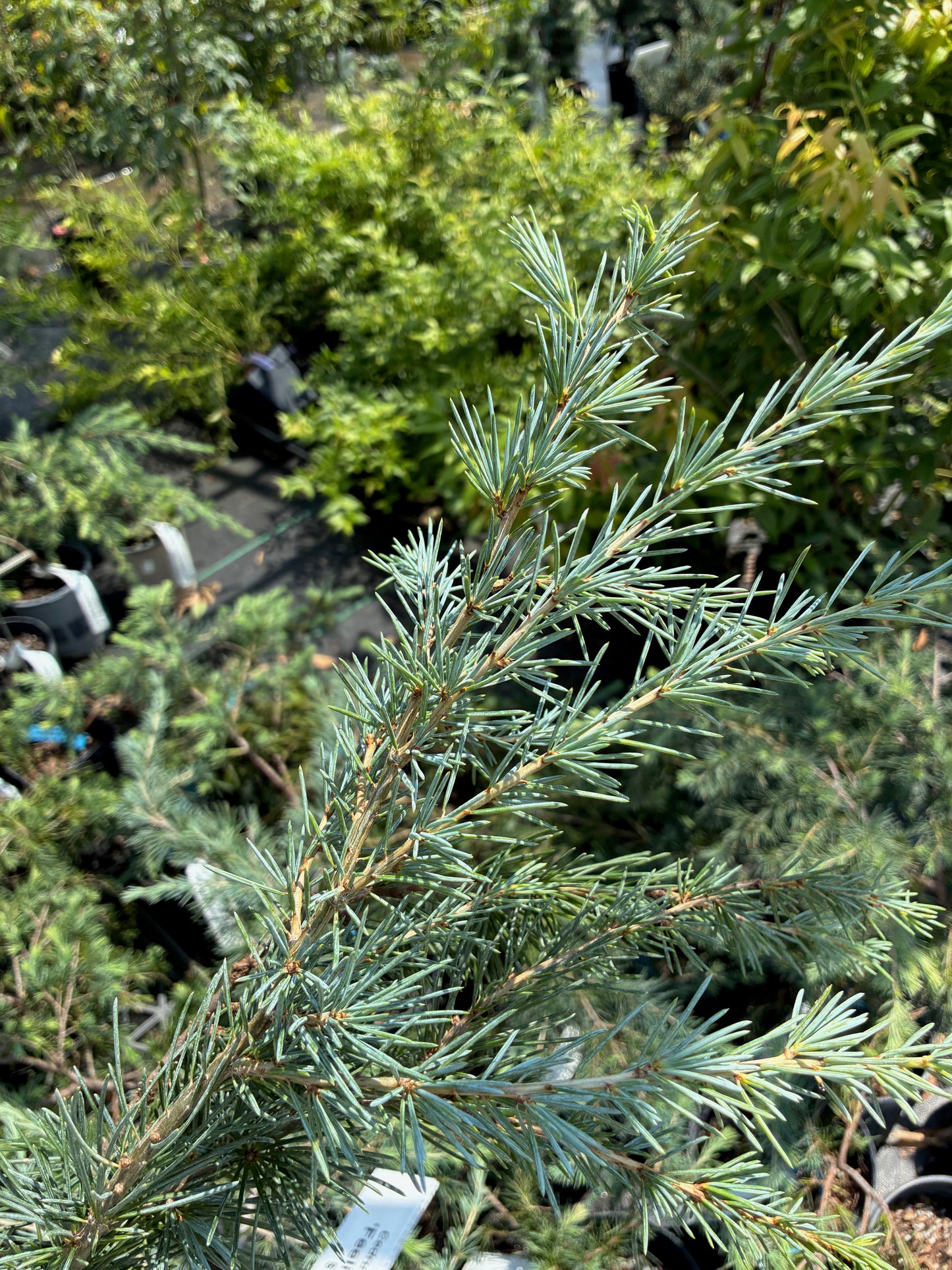Cedrus deodara 'Karl Fuchs', pick up at nursery