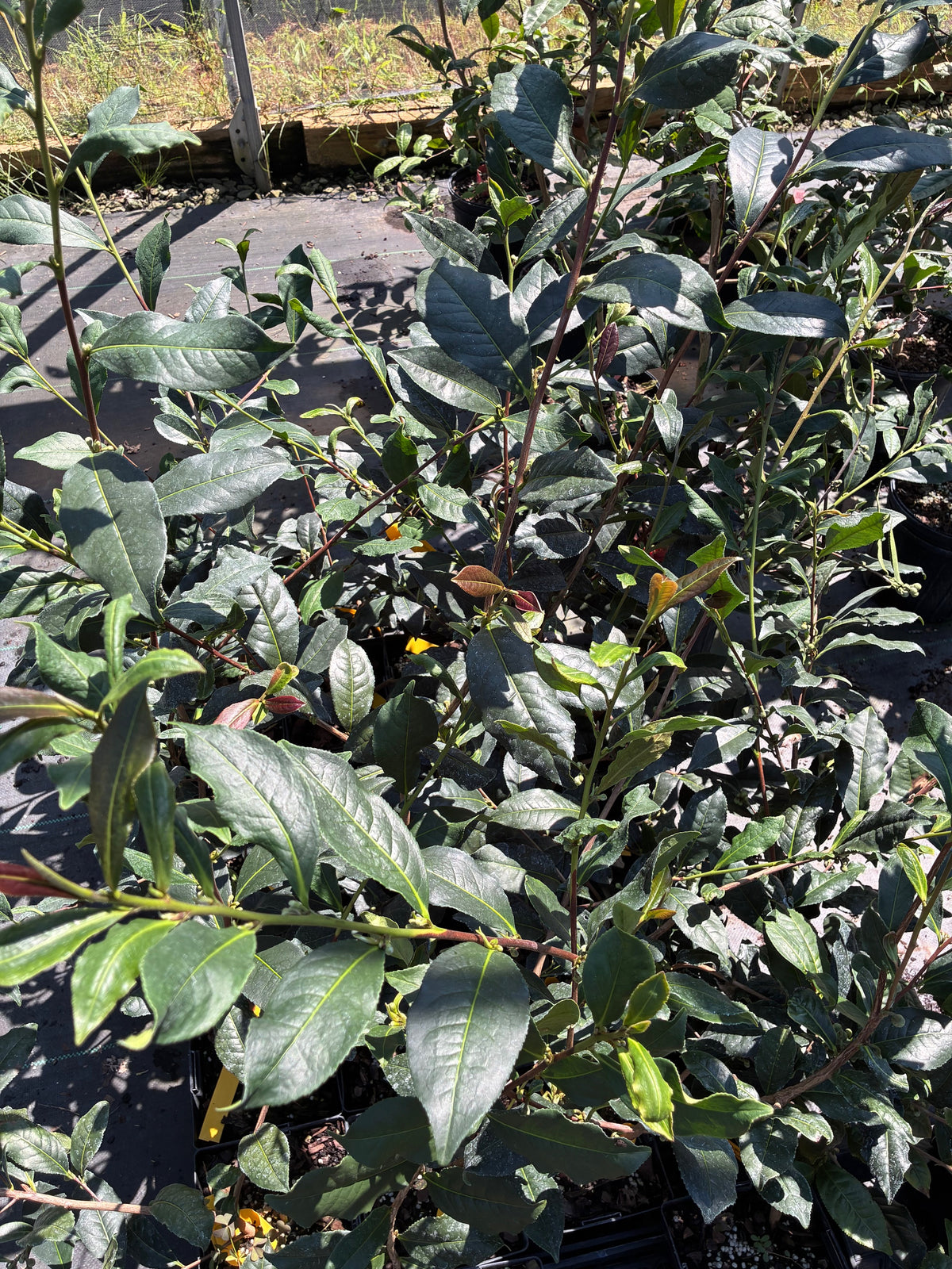 Camellia ptilophylla 'King Coco'