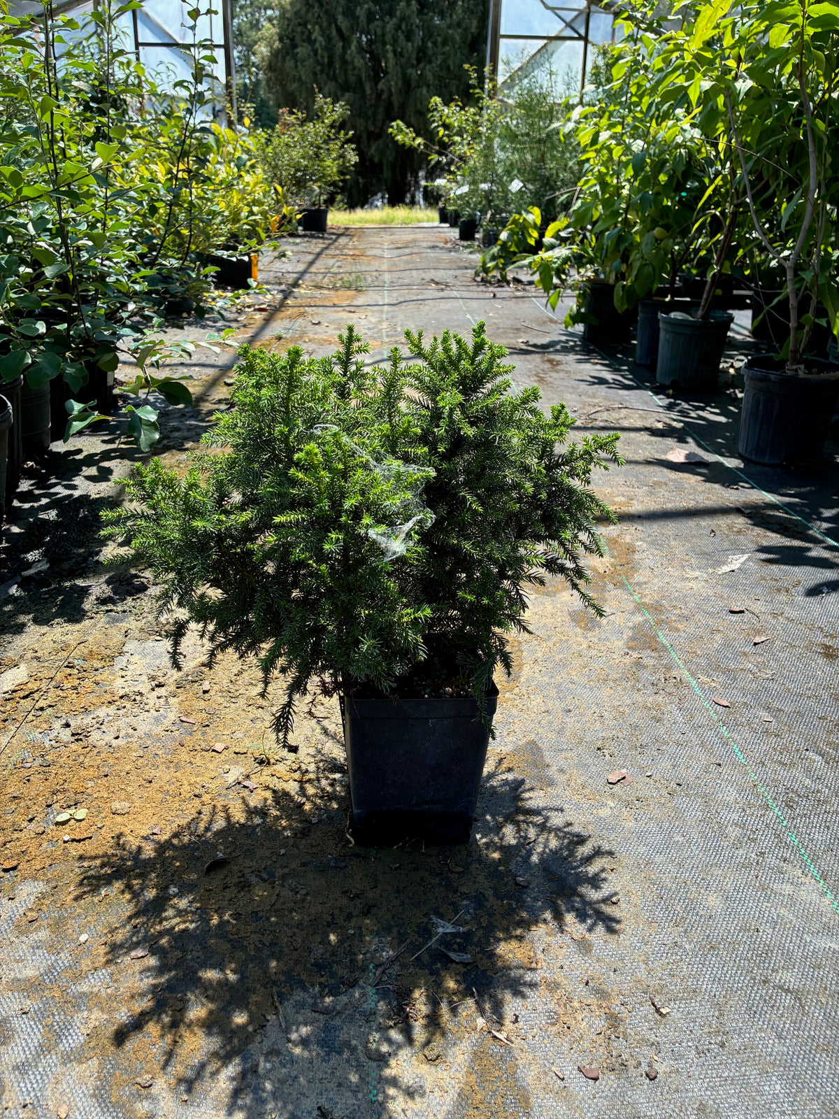 Cryptomeria japonica 'Koshyi'