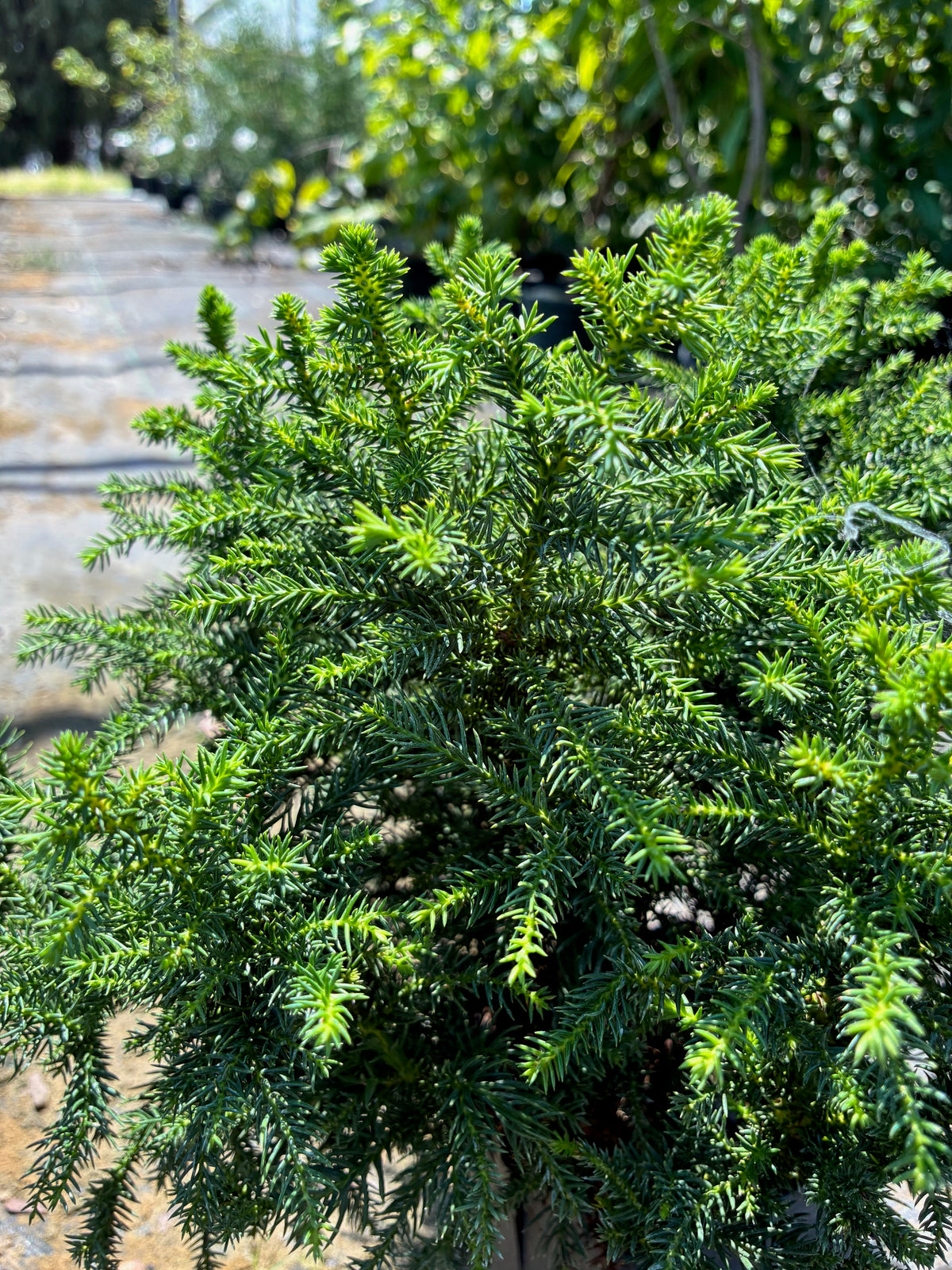 Cryptomeria japonica 'Koshyi'