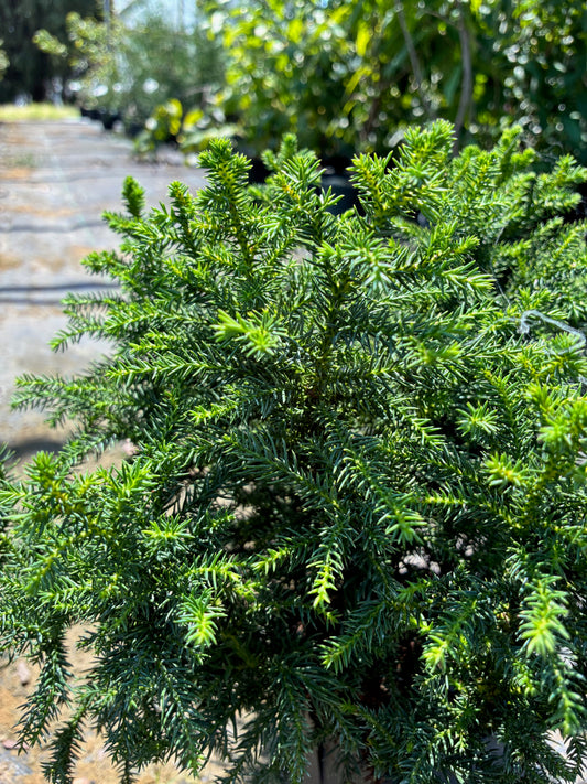 Cryptomeria japonica 'Koshyi'