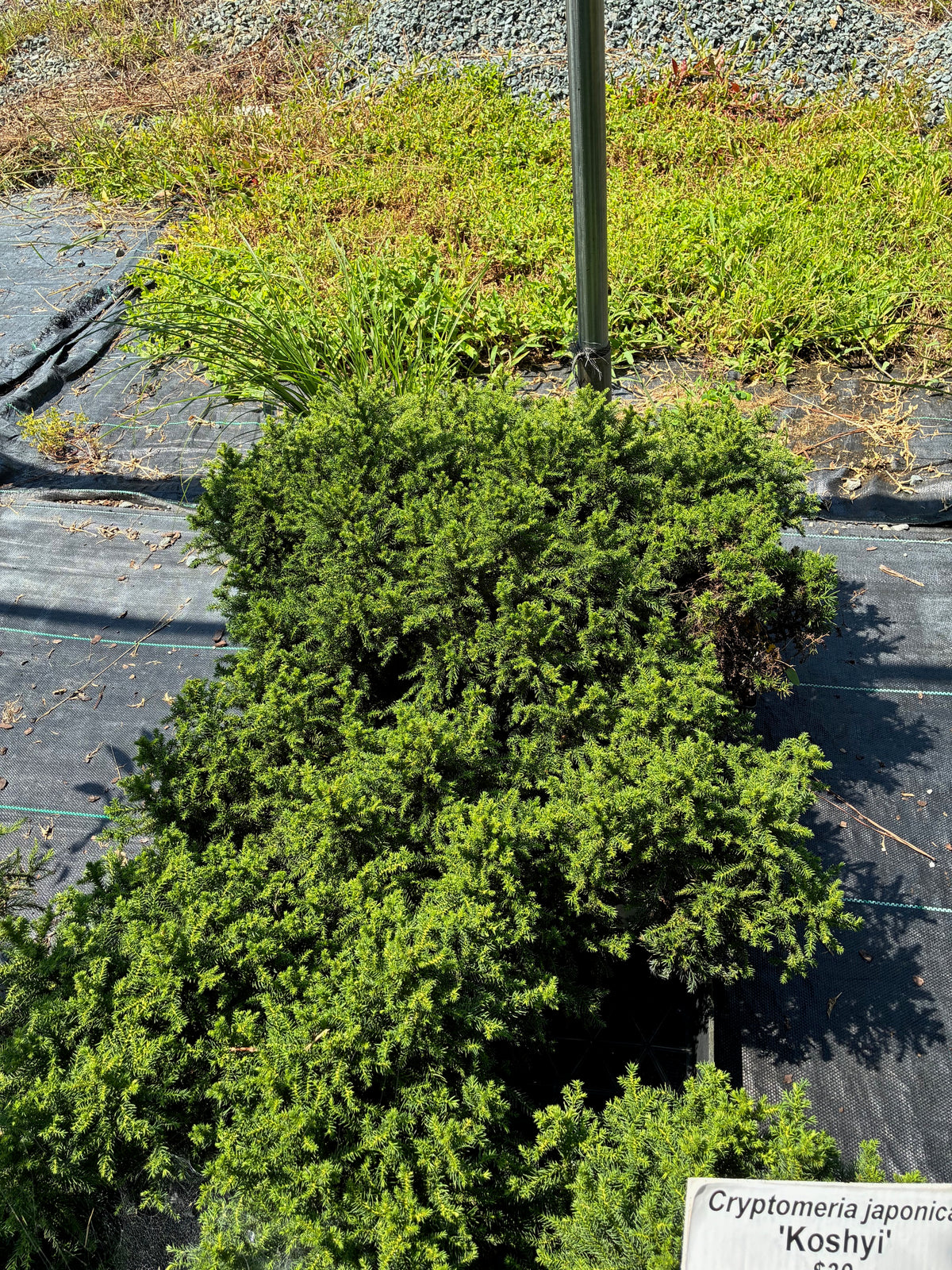Cryptomeria japonica 'Koshyi'