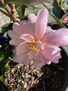 Camellia sasanqua 'Light Pink Shishi'