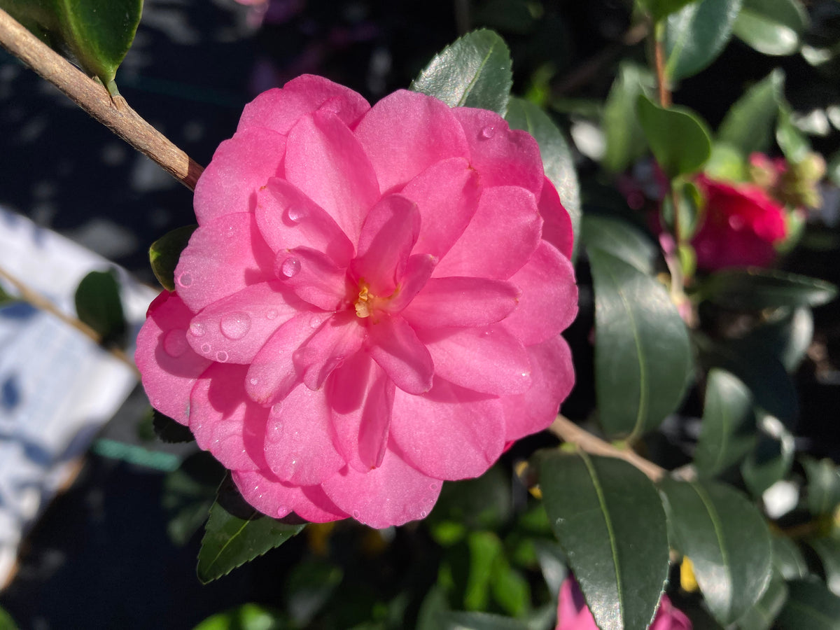 Camellia sasanqua 'Li'l Rose'
