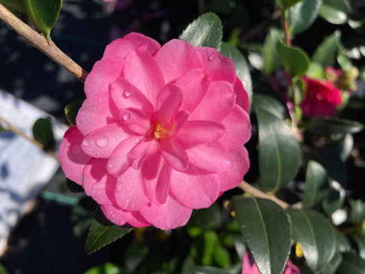 Camellia sasanqua 'Li'l Rose'