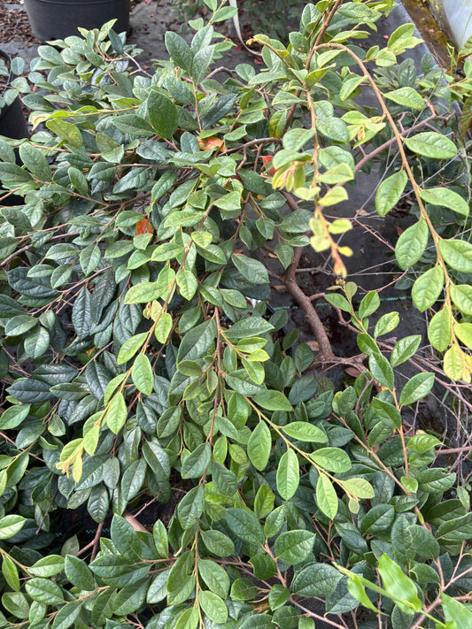 Loropetalum chinense 'Shidare'