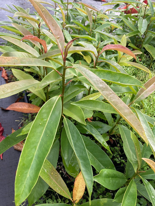 Magnolia yuyuanensis, Chinese wood-lotus