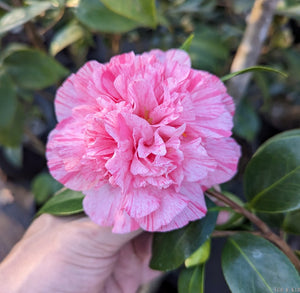 Camellia japonica 'Maria Manuela'