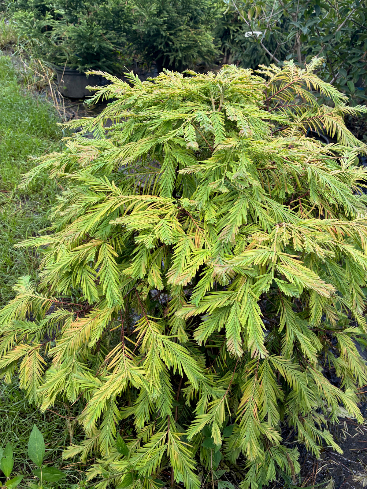 Metasequoia glyptostroboides 'Daweswood Tawny Fleece'