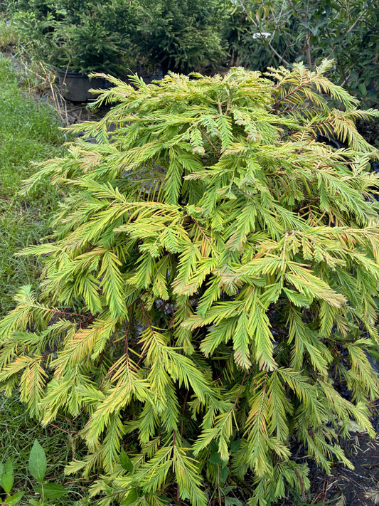 Metasequoia glyptostroboides 'Daweswood Tawny Fleece'