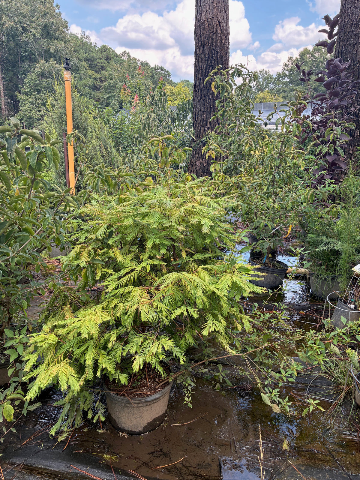 Metasequoia glyptostroboides 'Daweswood Tawny Fleece'