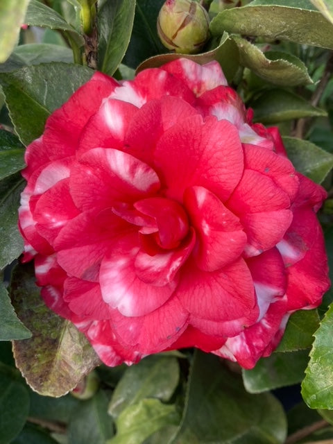 Camellia japonica 'Minnie Ruth Var.'
