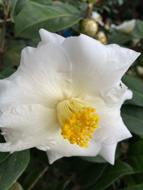 Camellia japonica 'Mrs. Bertha A. Harms Var'