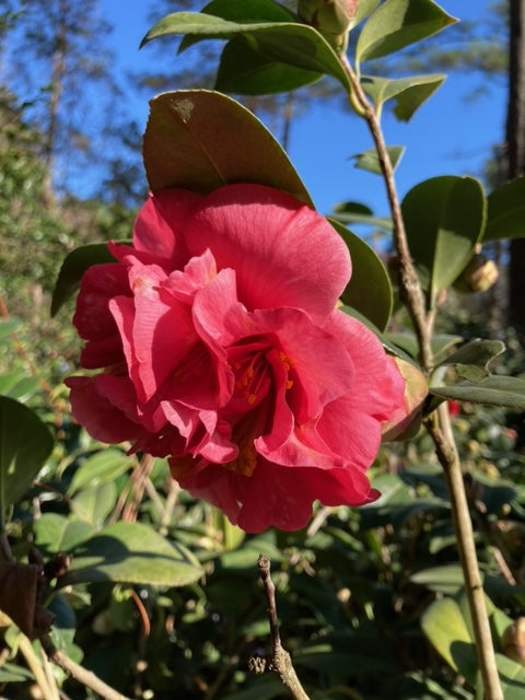 Camellia japonica 'Mrs. Freeman Weiss Var.'