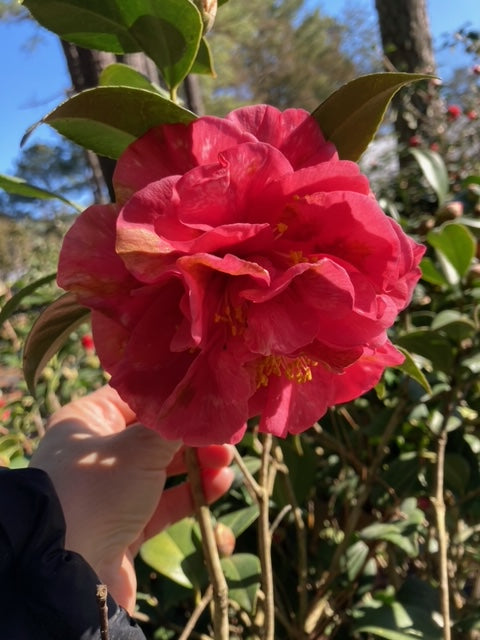 Camellia japonica 'Mrs. Freeman Weiss Var.'