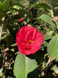 Camellia japonica 'Mrs. Freeman Weiss Var.'