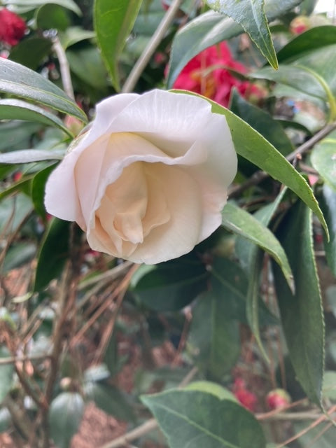 Camellia japonica 'Mrs. Bertha A. Harms Var'