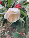 Camellia japonica 'Mrs. Bertha A. Harms Var'