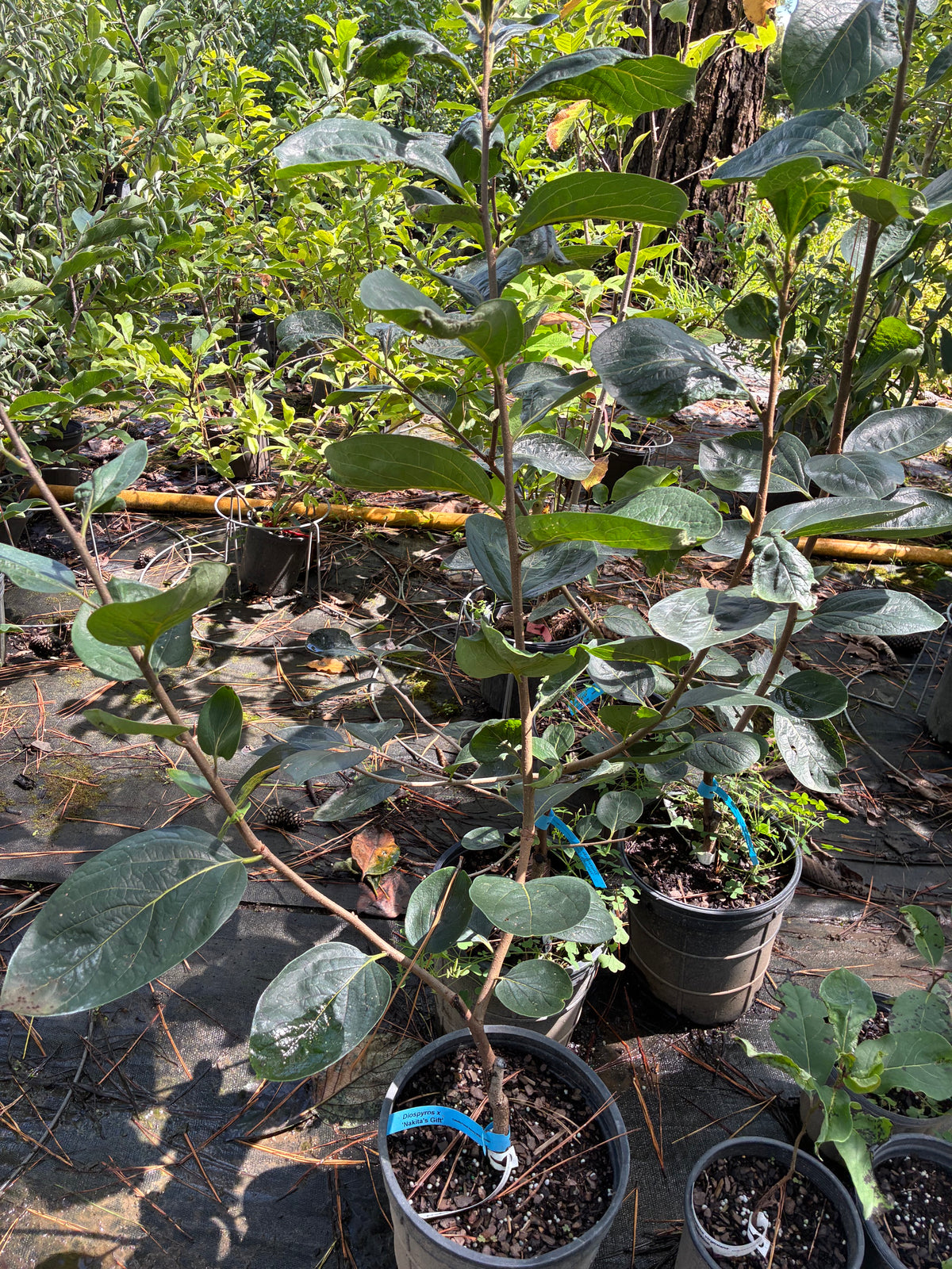 Diospyros 'Nikita's Gift'