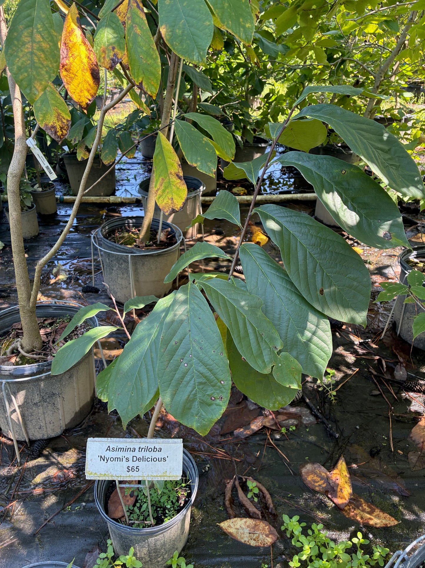 Asimina triloba, Paw Paw 'Nyomi's Delicious'