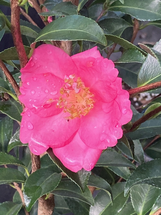 Camellia Forest Nursery