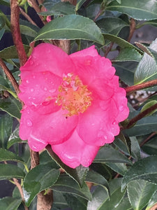 Camellia x 'Rosa Marie'