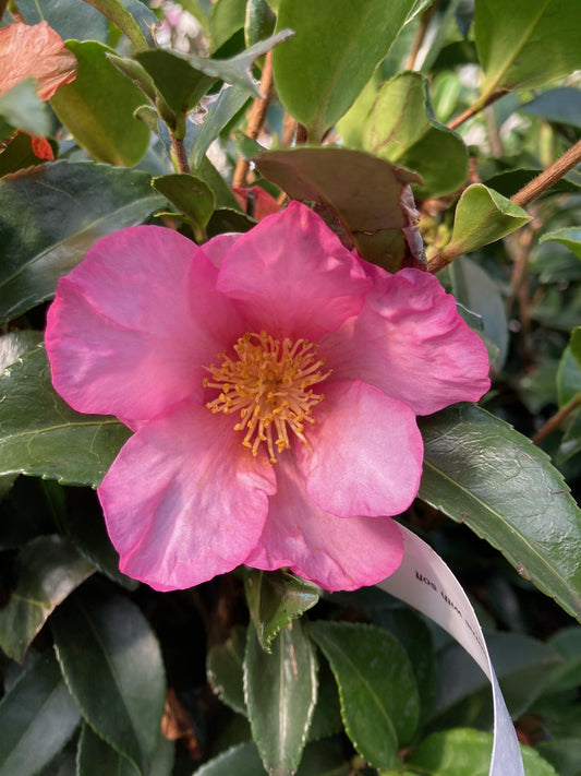 Camellia sasanqua 'Orchid Mist'