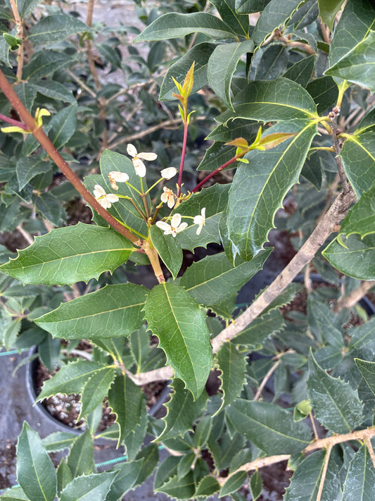 Osmanthus fortunei