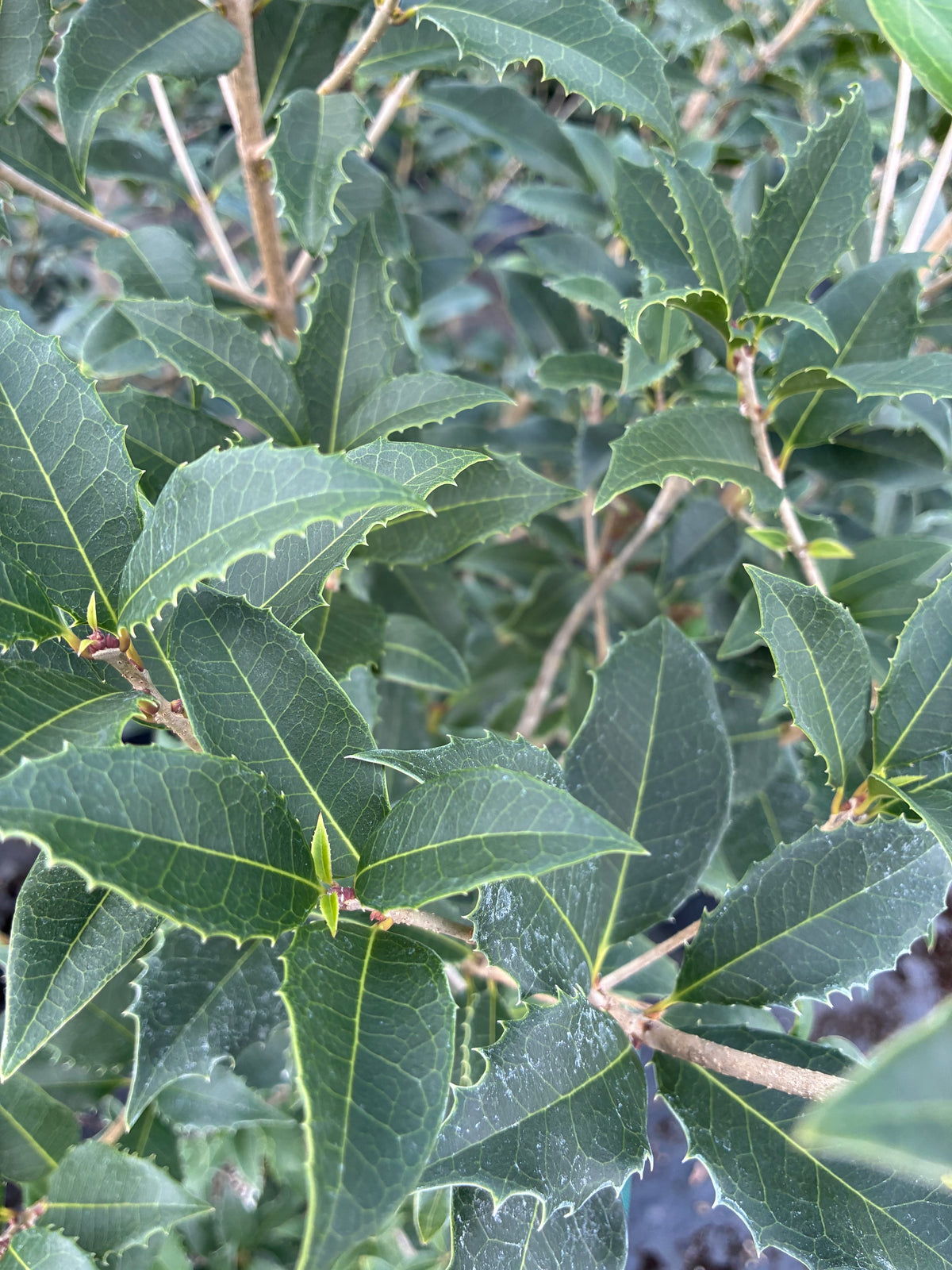 Osmanthus fortunei