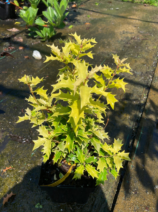 Osmanthus heterophyllus 'Aurea'