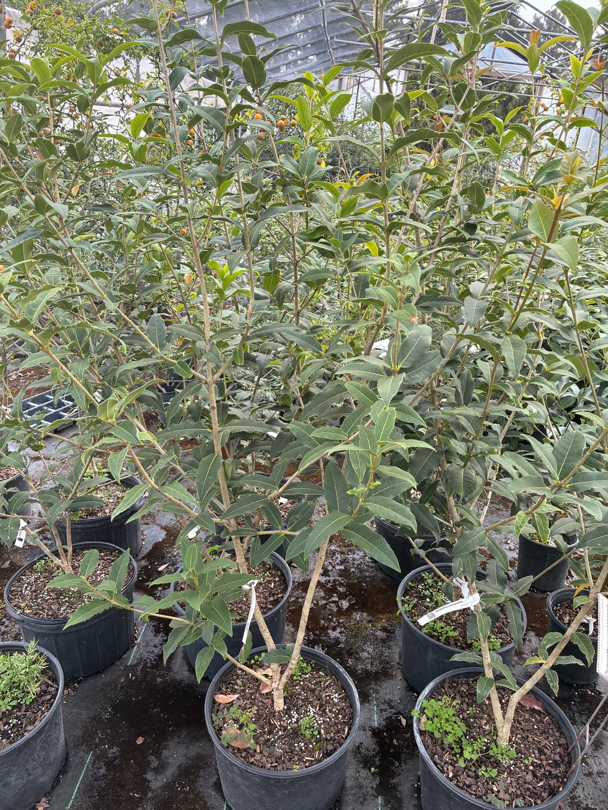 Osmanthus yunnanensis