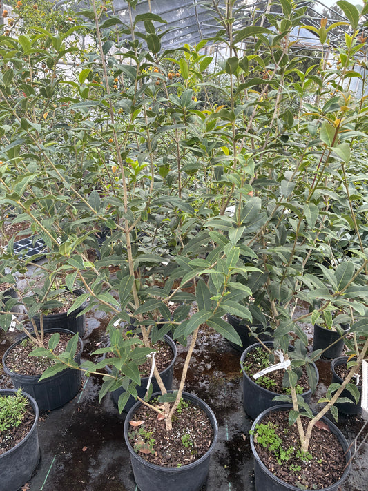 Osmanthus yunnanensis