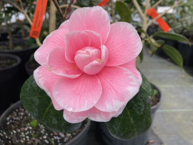 Camellia japonica 'Otome' #1