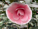 Camellia japonica 'Otome' #1