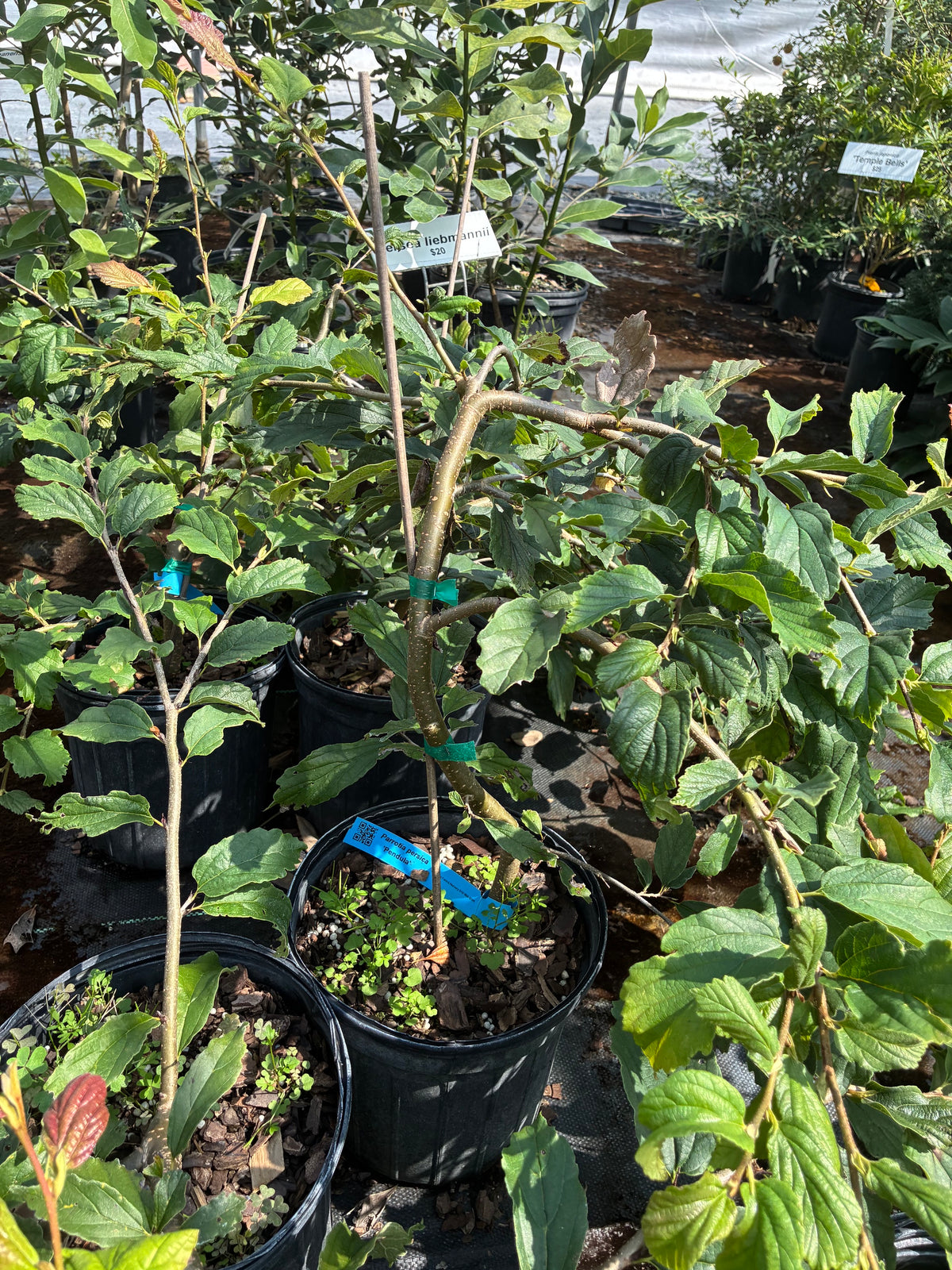 Parrotia persica 'Pendula'