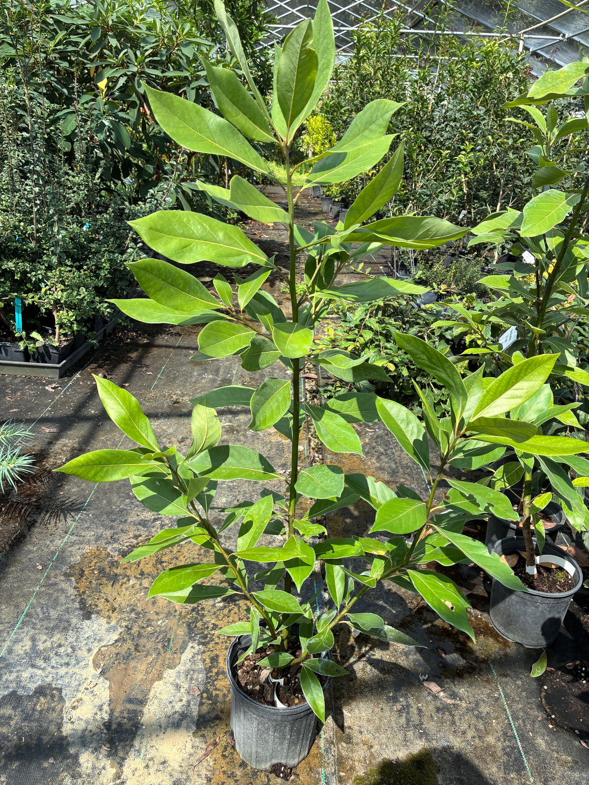 Persea liebmannii