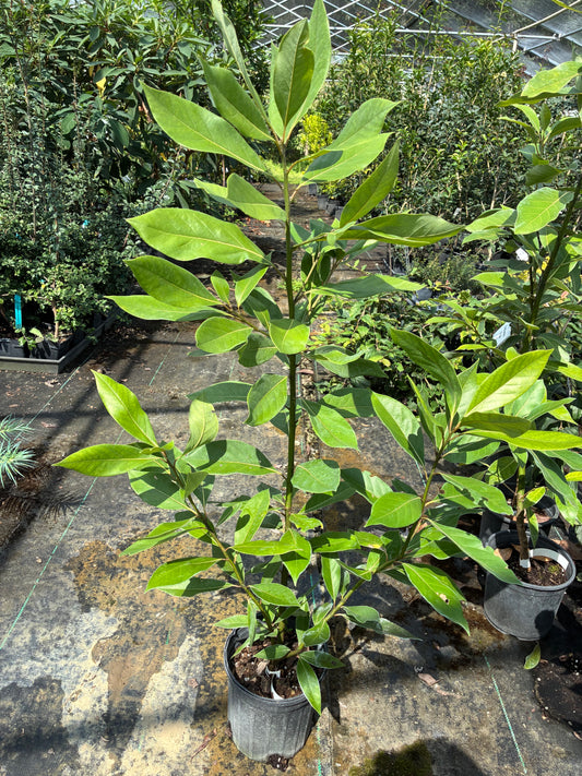 Persea liebmannii