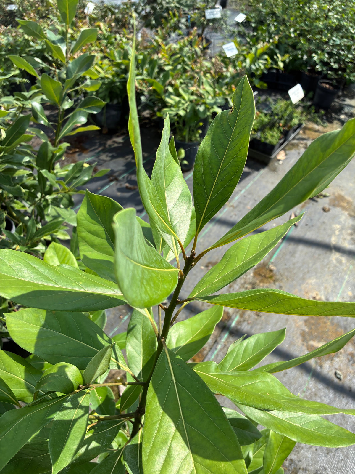 Persea liebmannii
