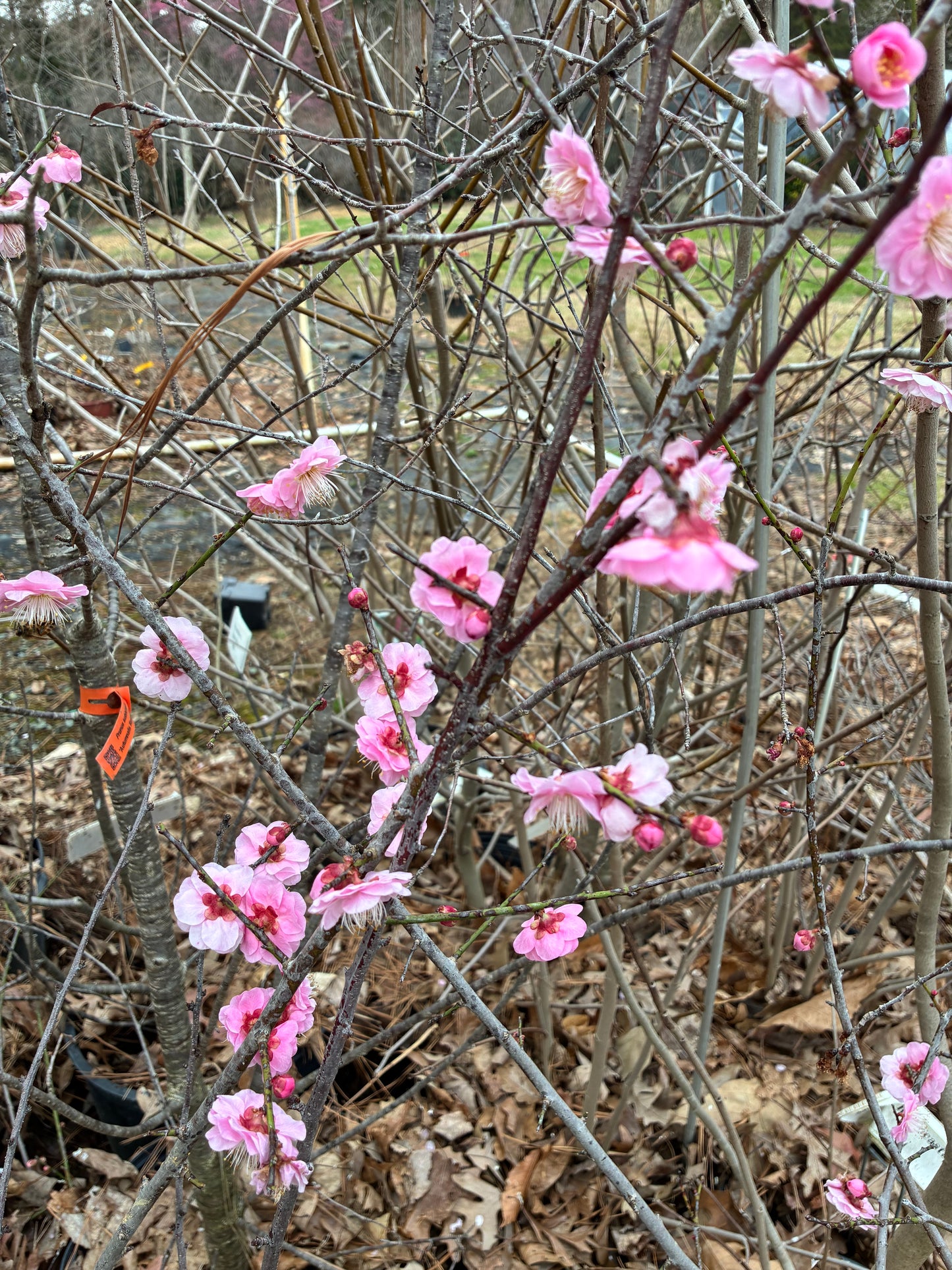Prunus mume 'Pink Panther'